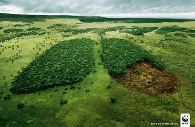poumon de la terre